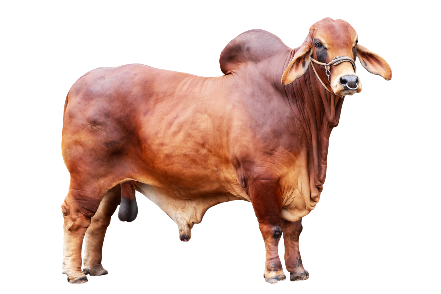 Qurbani Animal