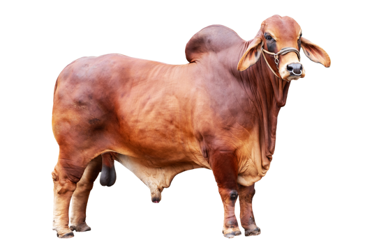 Qurbani Animal
